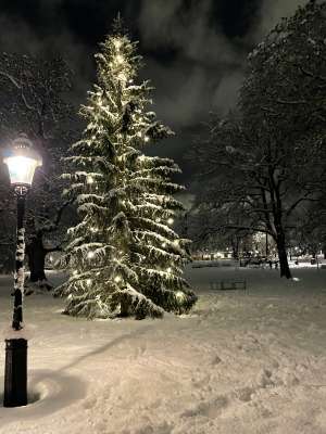 Julgran i Humlegården, Stockholm 2022
